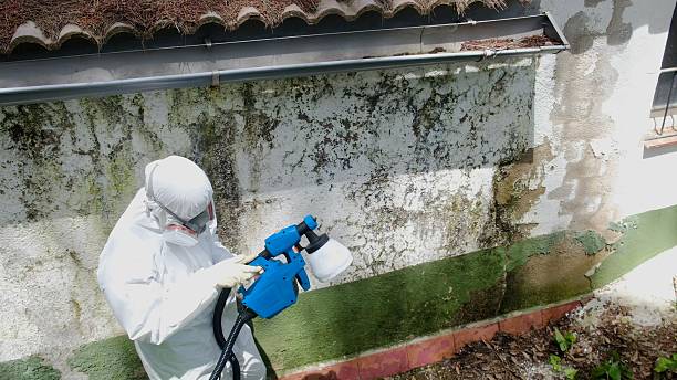 Top rated local Mold Remediation specialists in Hamilton, TX